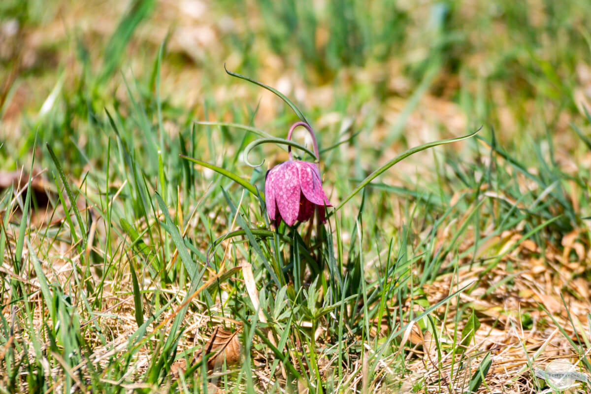 Schachblume mit geöffnetem Becher