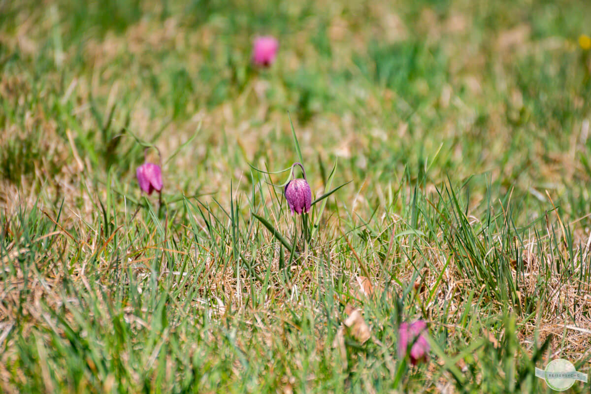Mehrere Schachblumen in der Wiese