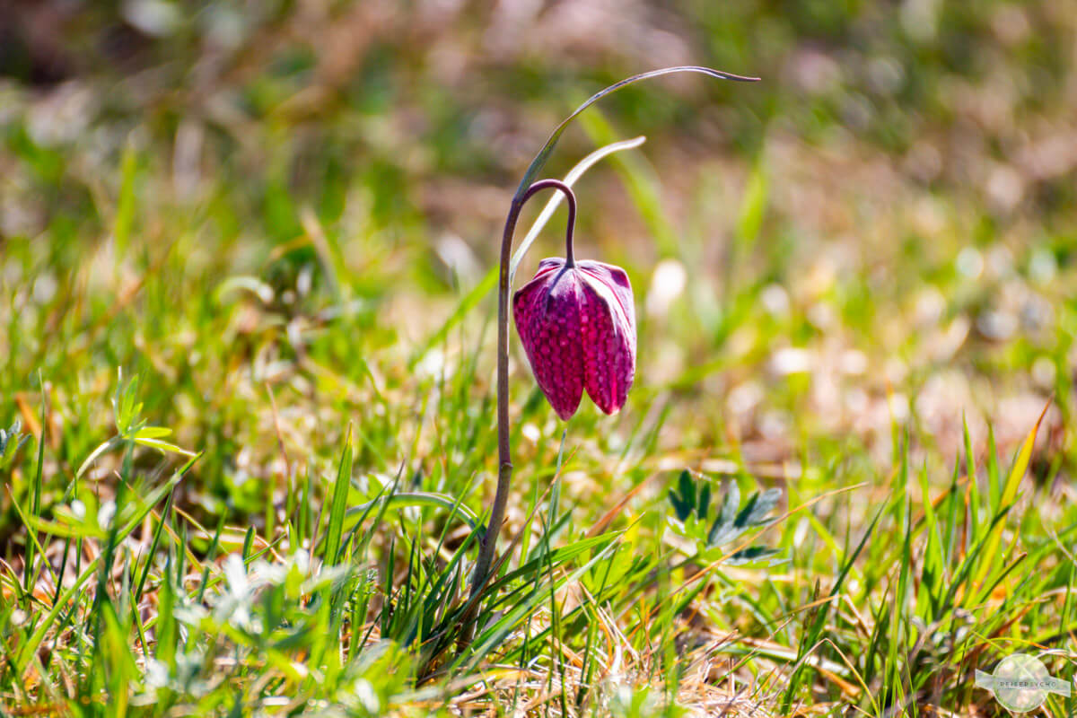 Wunderschöne Schachblume im Sonnenlicht