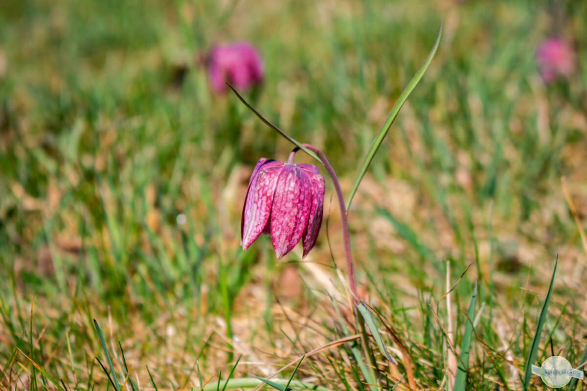 Schachbrettblume fotografieren