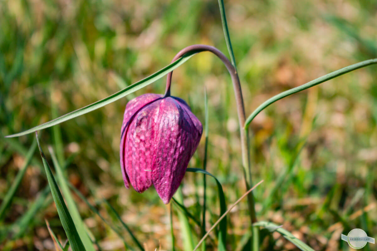 Schachblume von nah