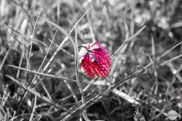 Blume in grau-rot
