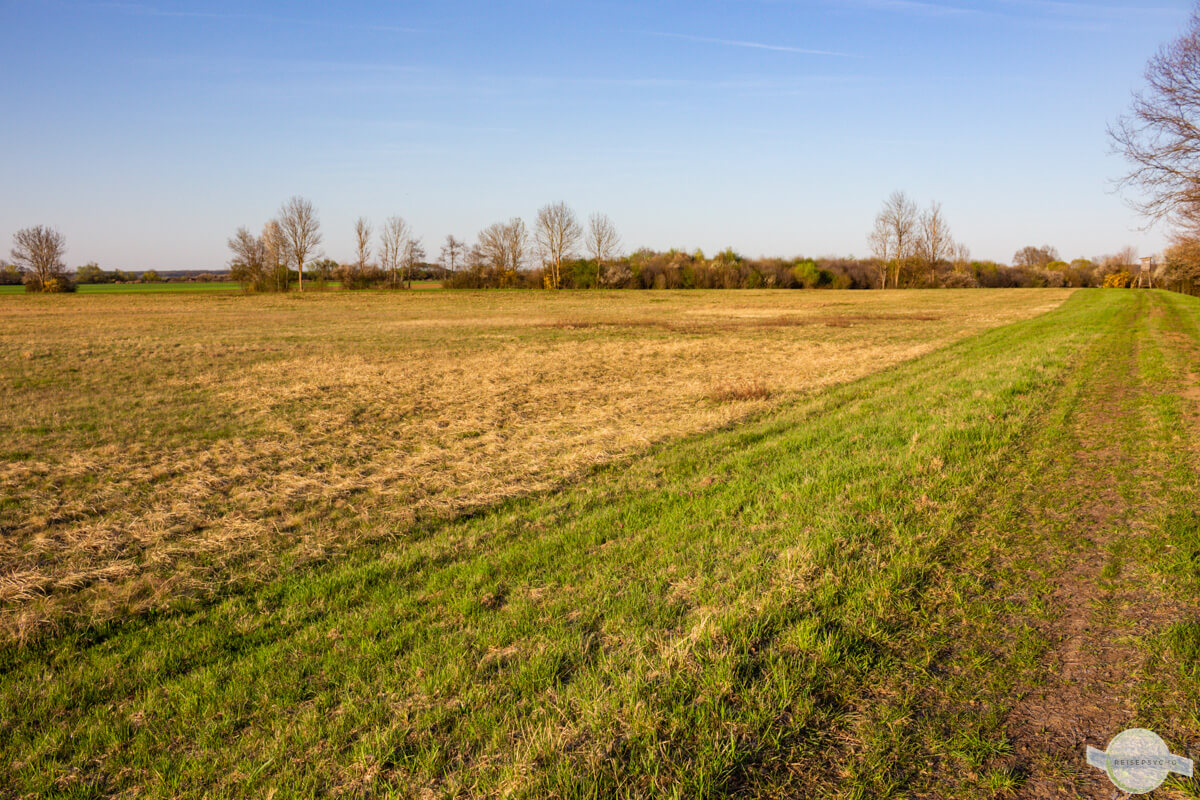 Schachblumenwiese in Luising