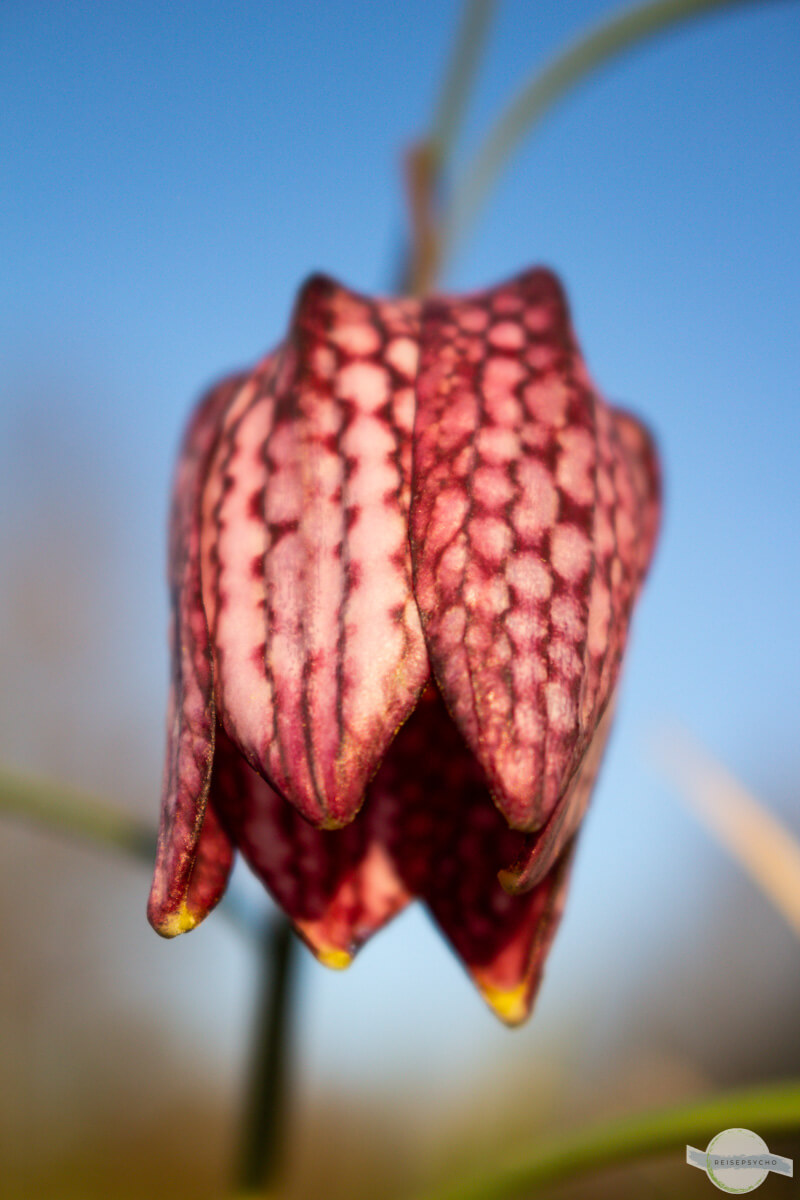 Schachblume im Detail: man erkennt gut das gefleckte Muster