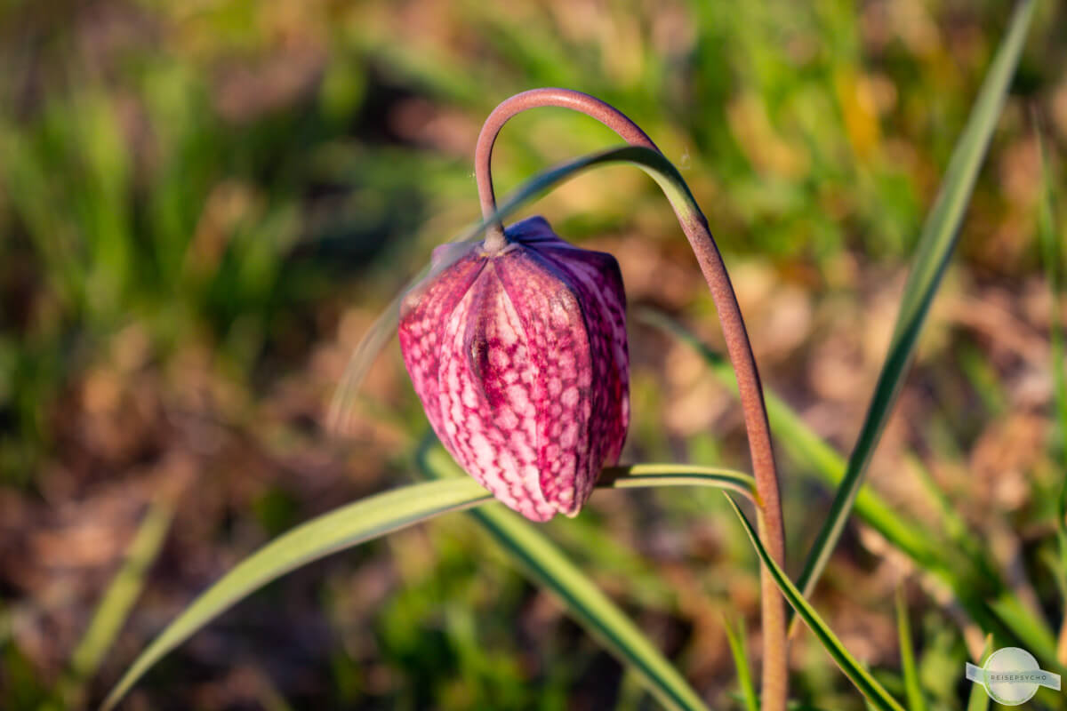 Schachblume in Österreich - In Luising und Großsteinbach