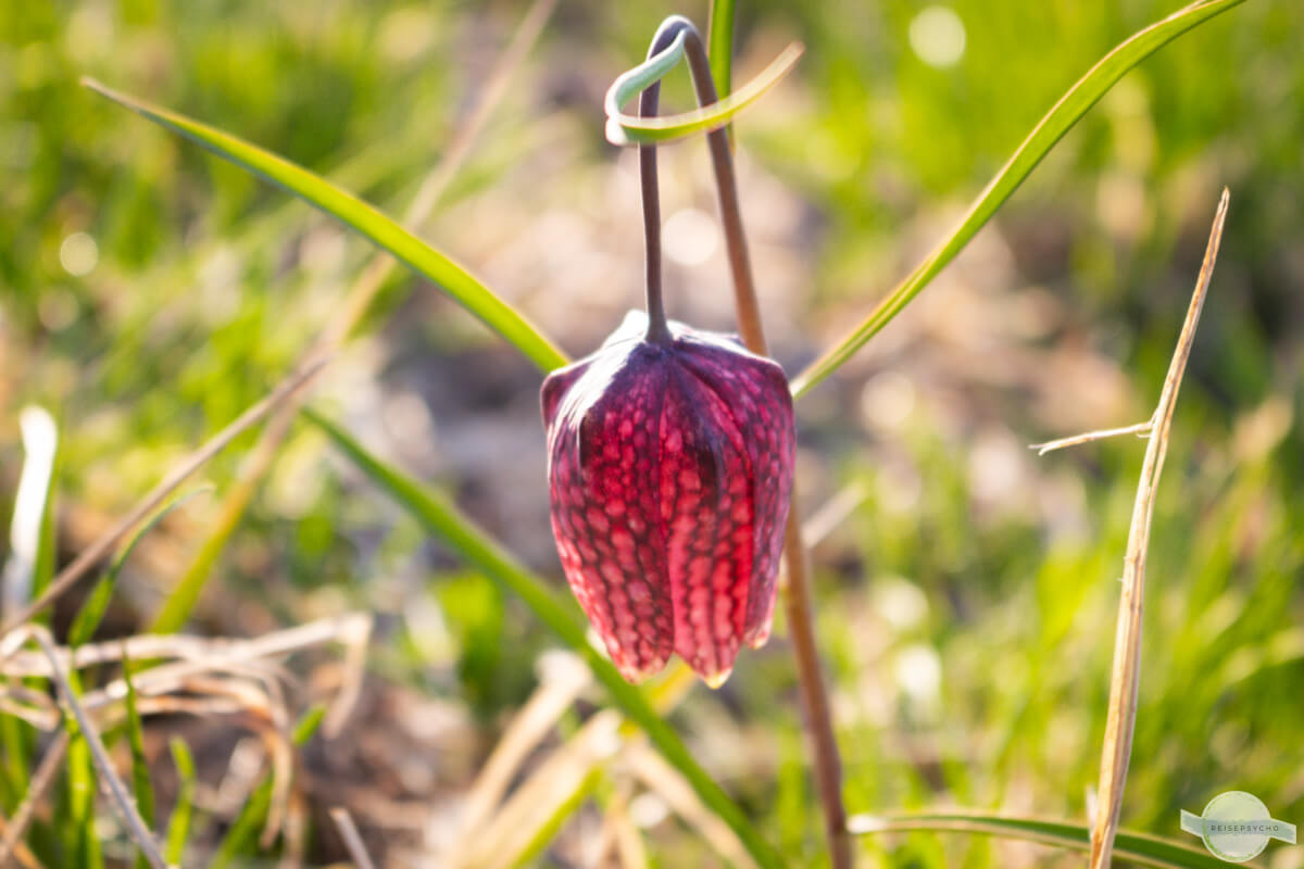 Schachblume gegen das Licht fotografiert
