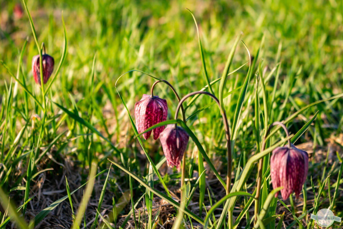 Mehrere Schachblumen nebeneinander in der Wiese