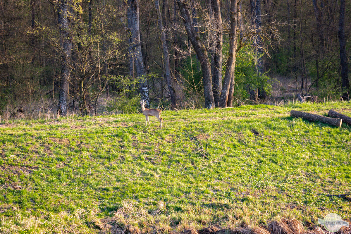 Reh am Waldrand