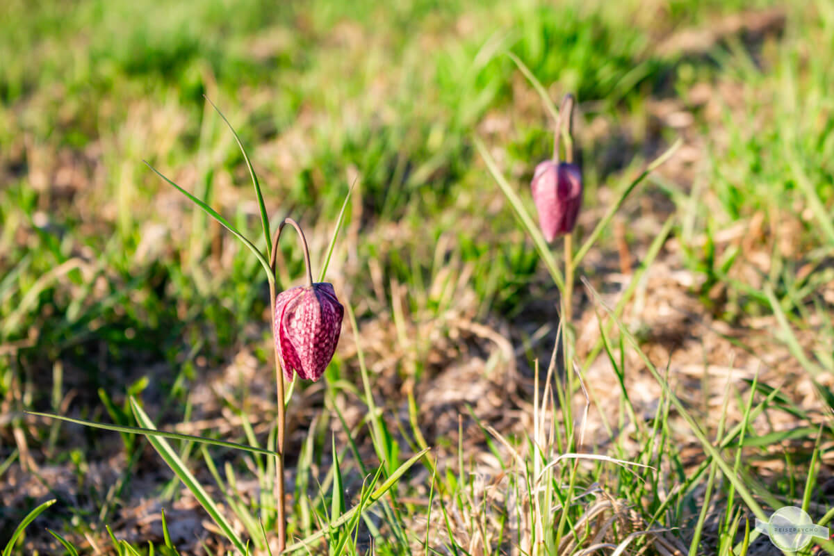 Schachblume in Luising im Südburgenland