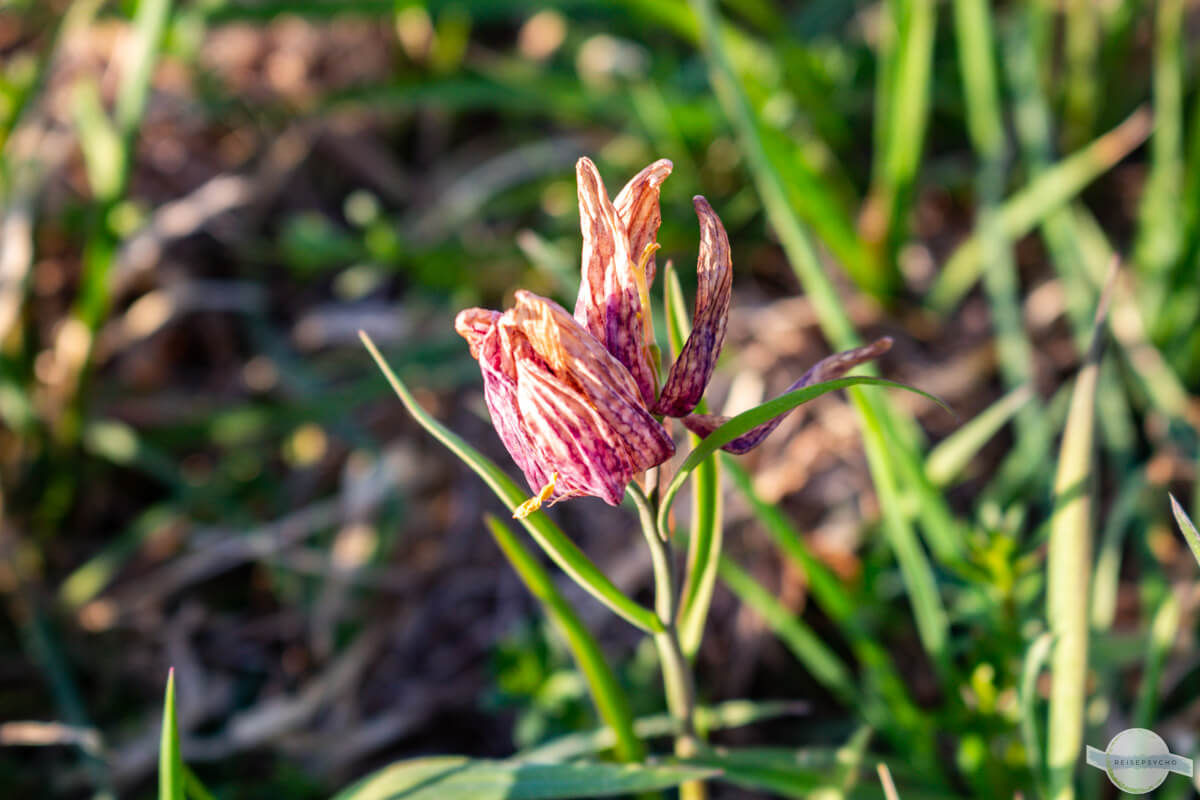 Verblühende Schachblume