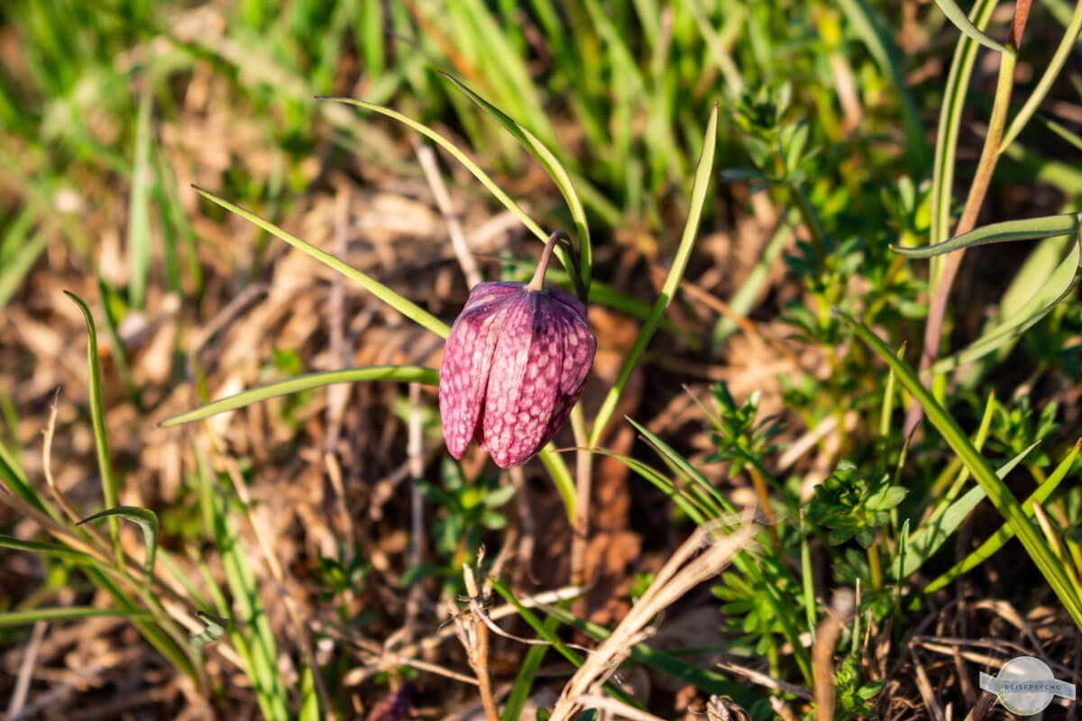 Schachblume in der Wiese