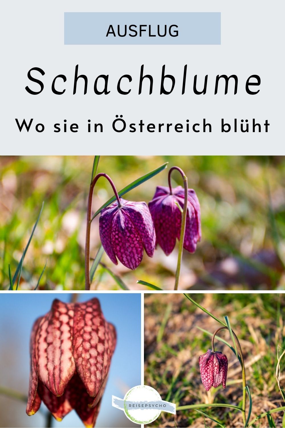 Pin: Schachblume in Österreich
