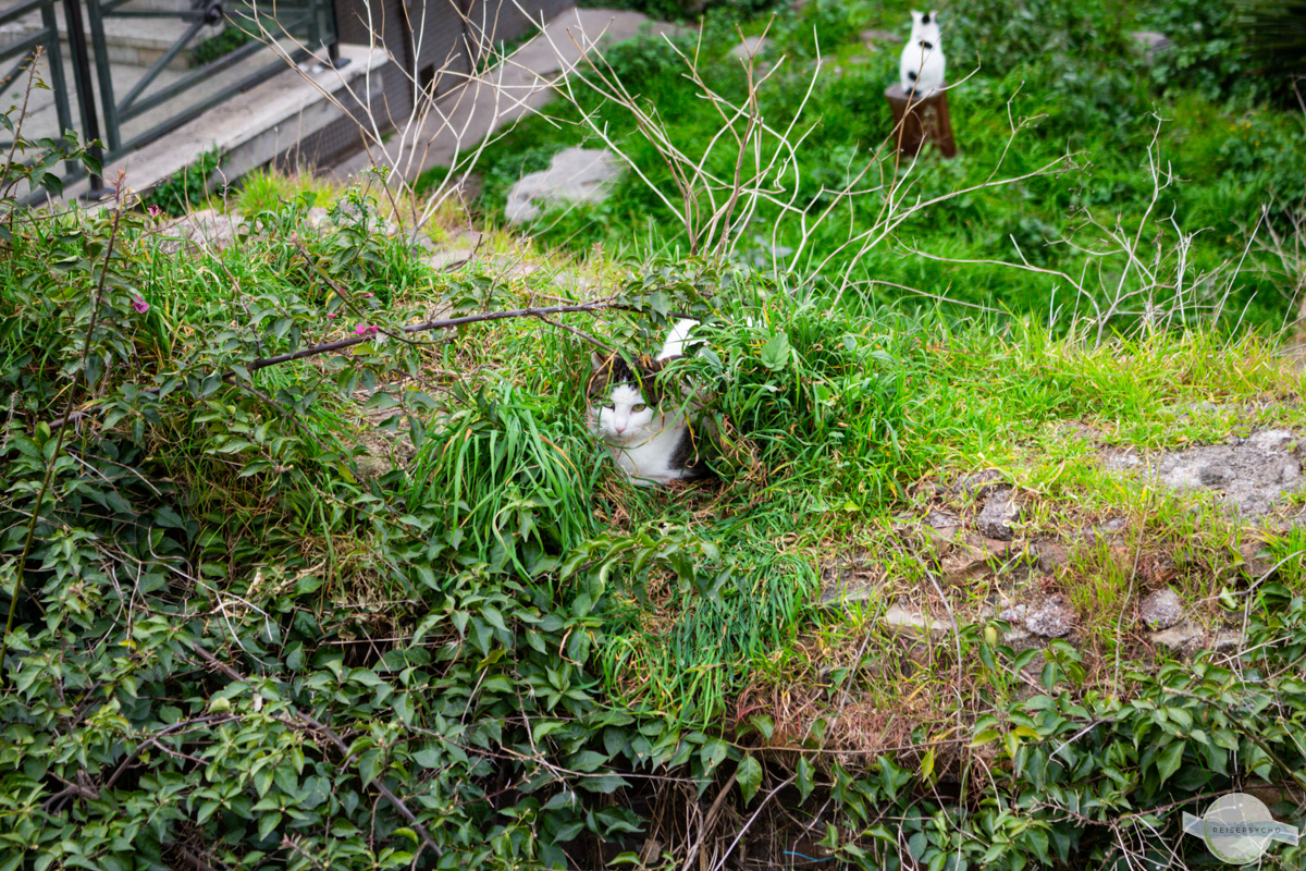 Römische Katzen beim Largo Torre Argentina