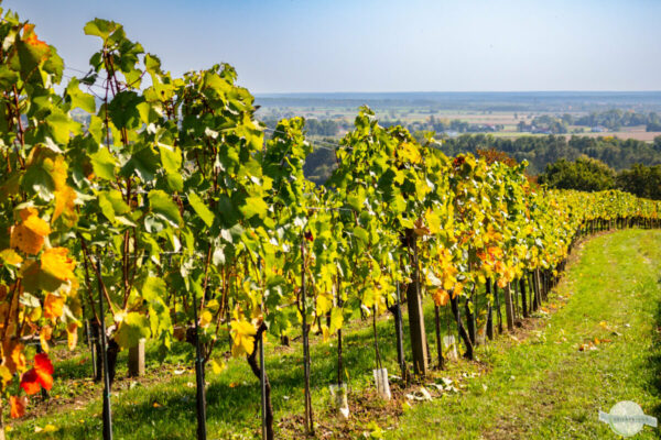 Herbst im Südburgenland - Blick vom Weingarten ins Land