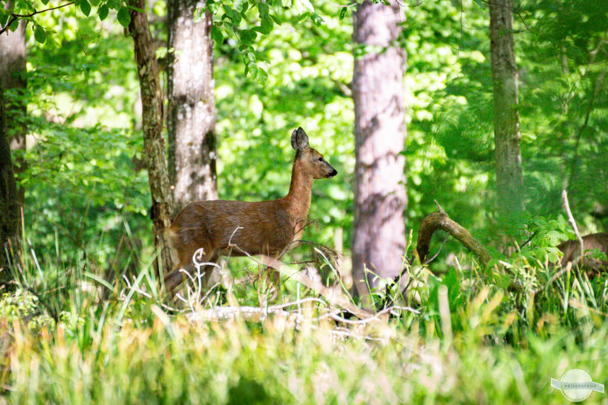 Reh im Wald