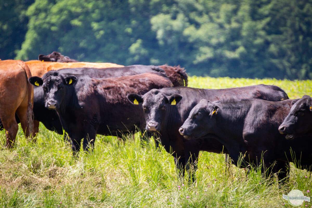 Zickentaler Moorochsen auf der Wiese