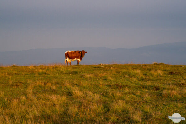 Kuh allein auf der Alm im Morgenlicht