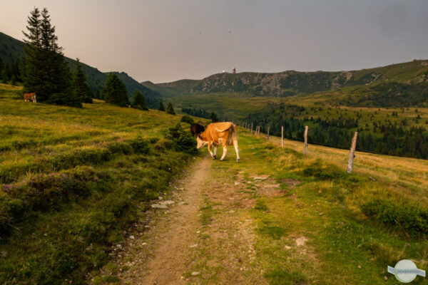 Kuh steht am Wanderweg
