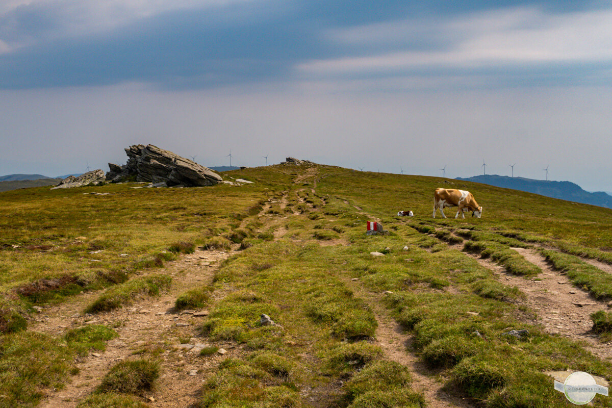 Am Grat auf der Hühnerstütze - links Steine, rechts Kühe