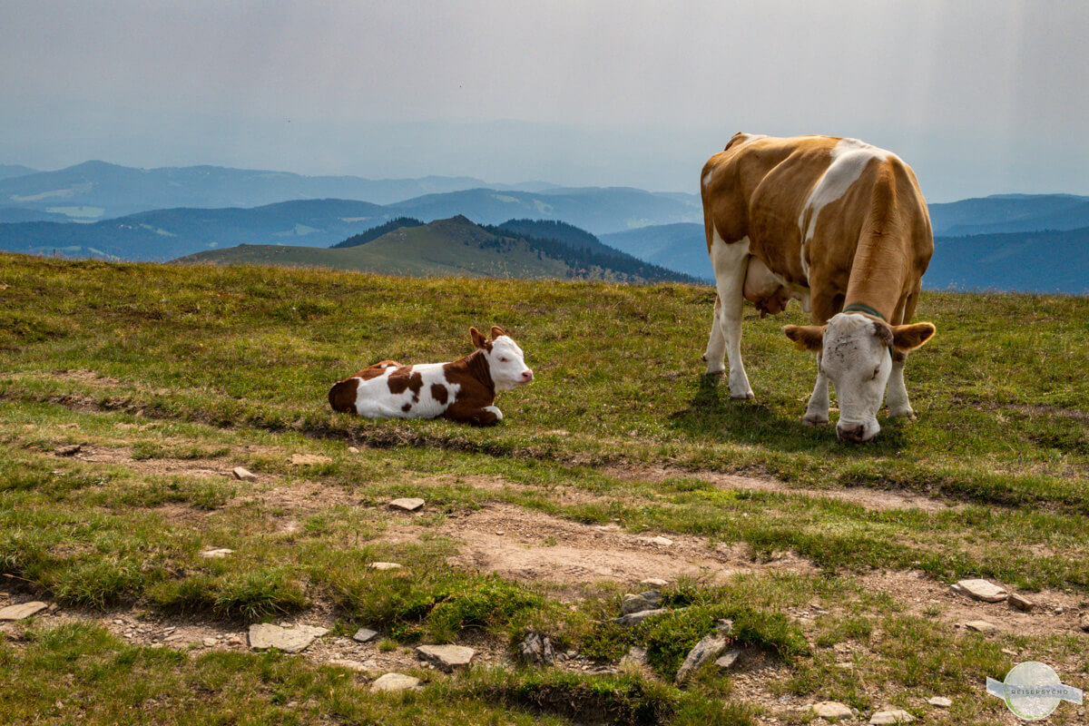 Mutterkuh mit jungem Kalb am Berg