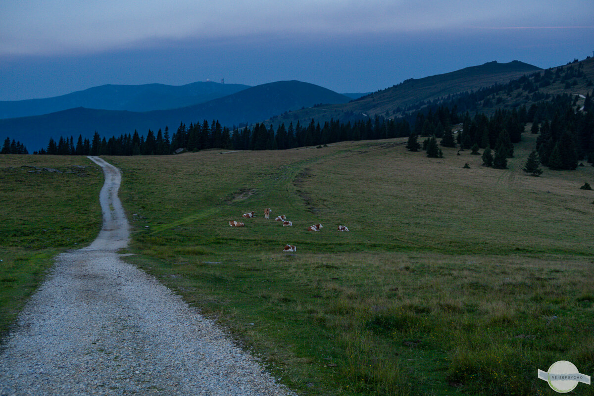 Weg auf der Alm im Morgengrauen, Kühe auf der Weide
