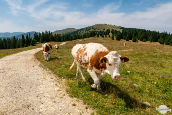 Kuh geht mit uns wandern, dahinter weitere Kühe