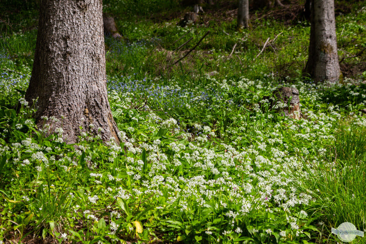 Bärlauchblüte im Mai