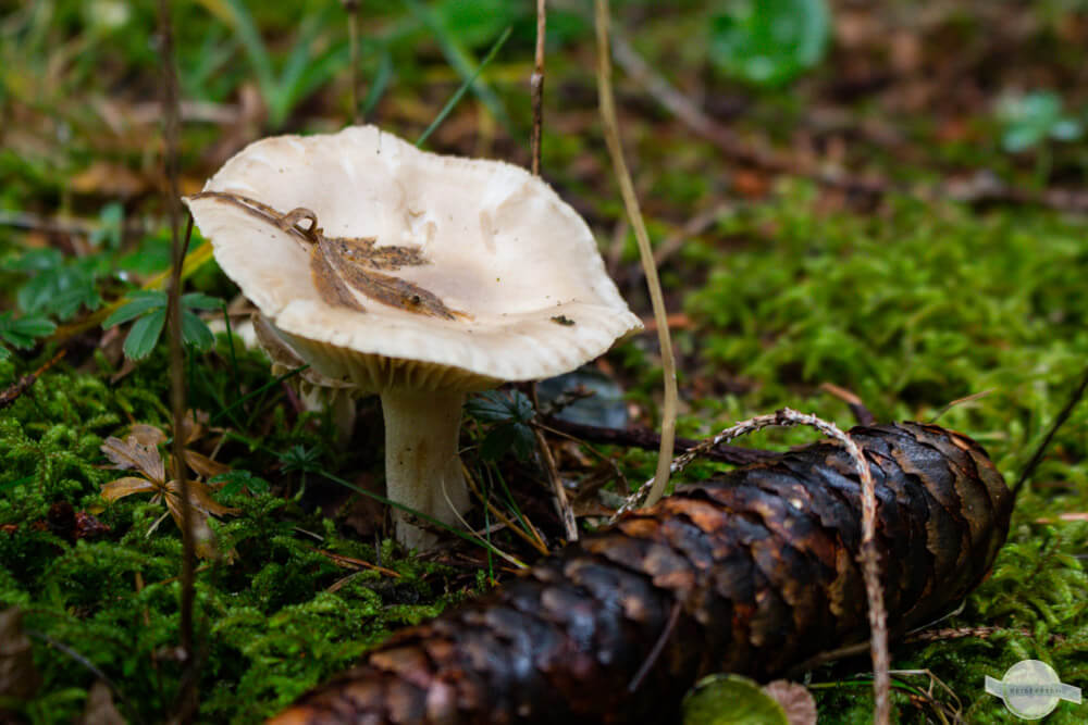 Pilz neben Fichtenzapfen im Moos