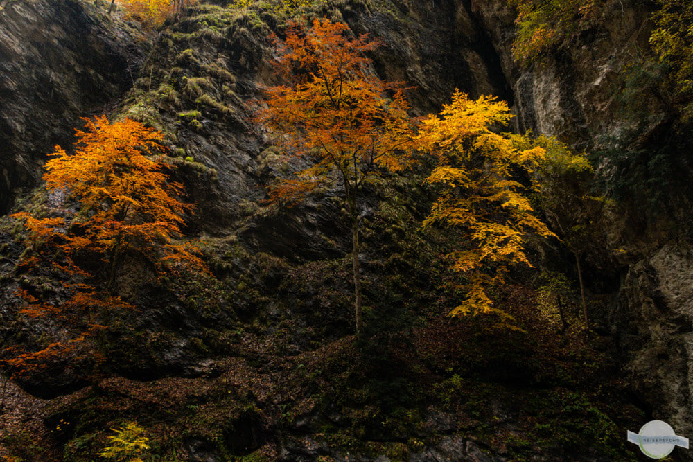 Dunkle Felsen, bunte Blätter
