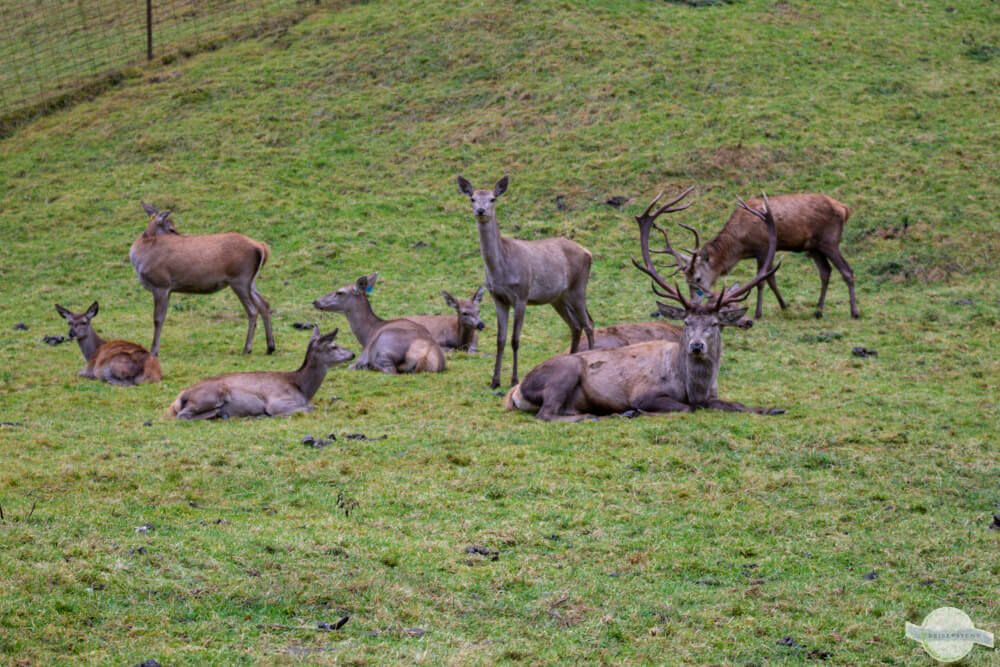 Hirschrudel liegt beisammen