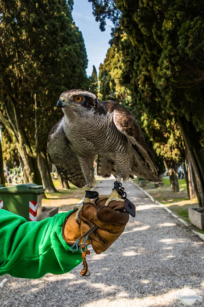 Falke auf der Friedhofsinsel in Venedig