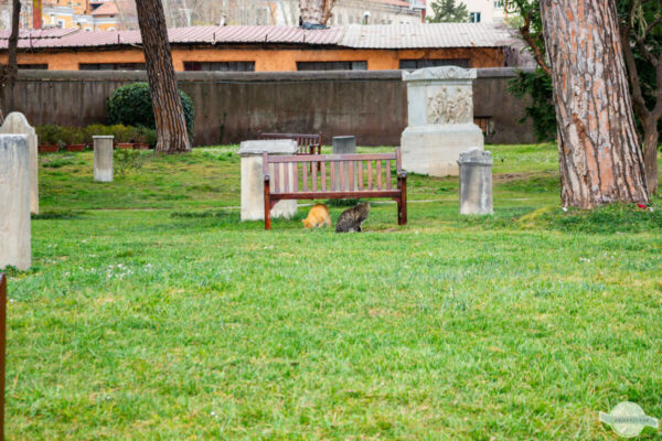 Katzen unter Bank am Friedhof