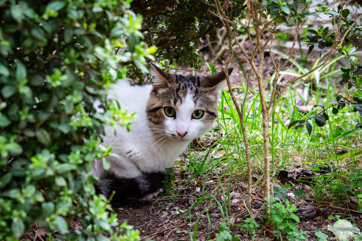 Katze am Friedhof in Rom