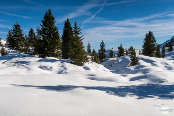 Winterlandschaft: dicke Schneedecke und Tannen