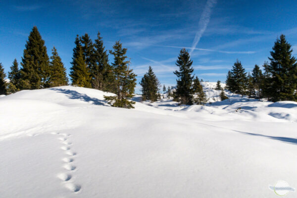 Schneelandschaft mit blauem Himmel, dicker Schneedecke und Tannen