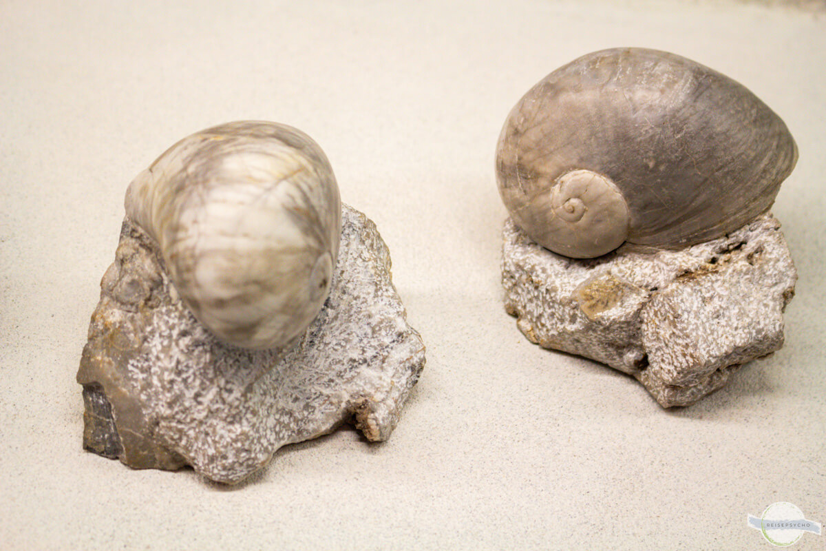 Schneckenfossilien