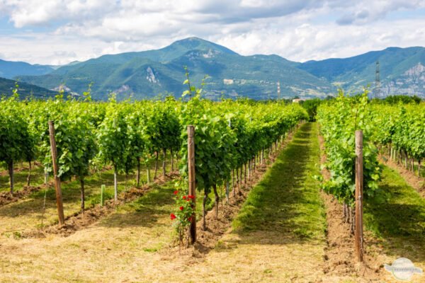 Weingärten in der Franciacorta