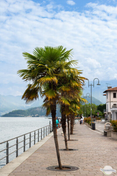 Promenade in Iseo am See, gesäumt von Palmen