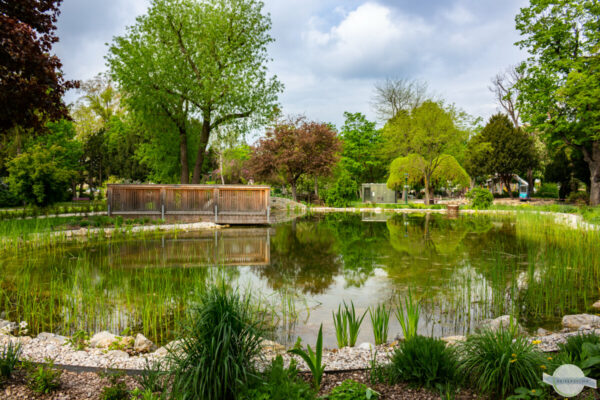 Idyllischer Teich mit viel Grün im Stadtpark Wiener Neustadt