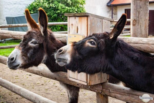 Zwei Esel im Eselgarten des Kapuzinerklosters in Wiener Neustadt