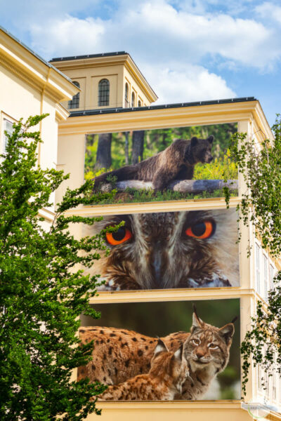 Fotofestival La Gacilly-Baden: riesige Tierfotos auf der Hinterseite einer Schule