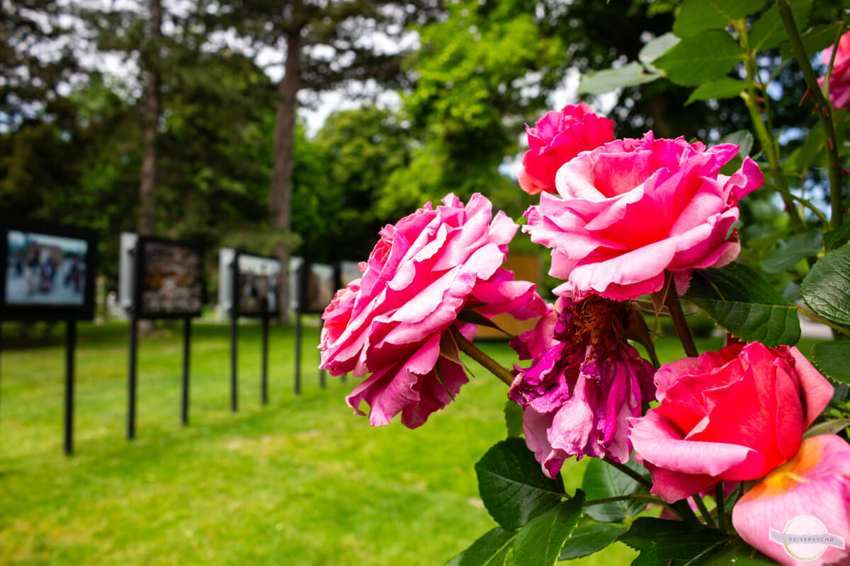 Rosa Rose im Rosarium in Baden