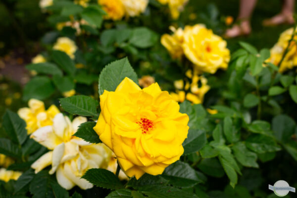 Gelbe Rose im Rosarium in Baden