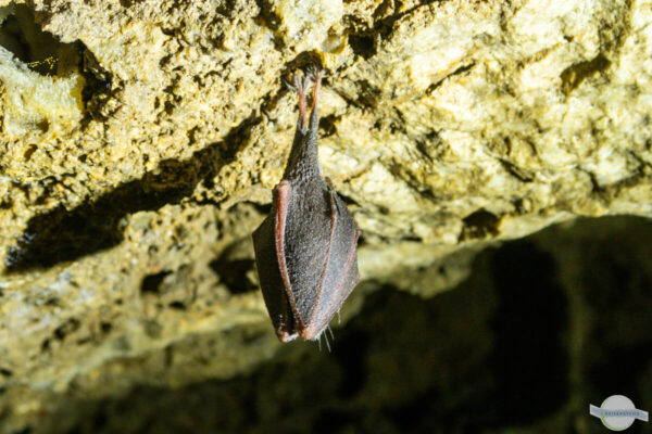 Schlafende Fledermaus in der Höhle