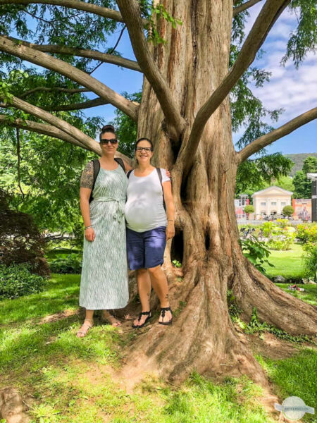 Meine Freundin und ich unter dem Mammutbaum in Baden bei Wien