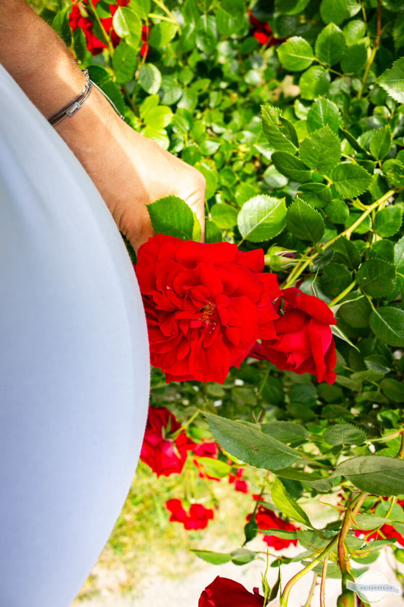 Rote Rose an Babybauch gehalten