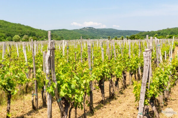 Weingärten auf Krk vor der Stadt Vrbnik