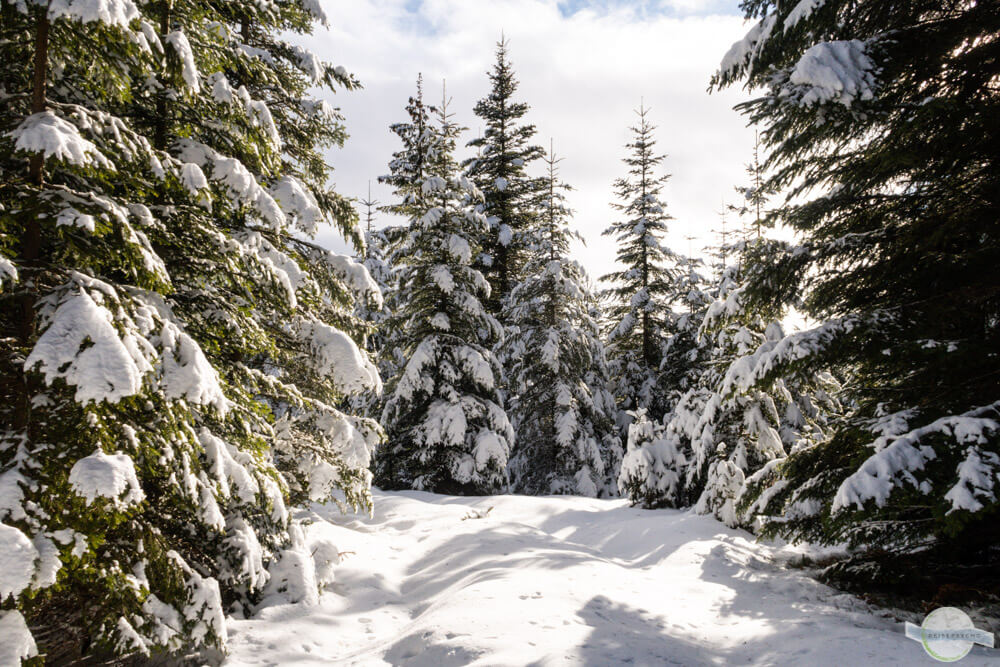 Märchenwald am Reinischkogel im Winter