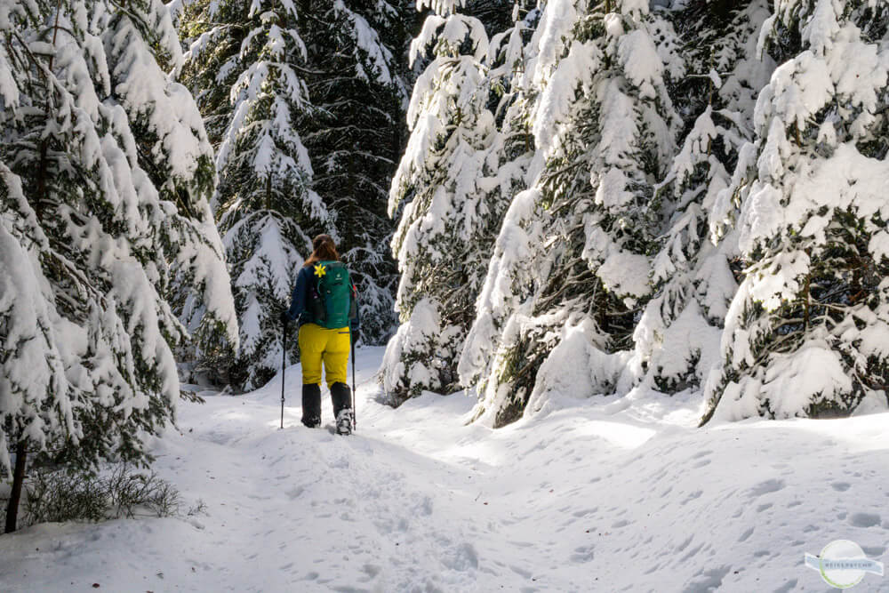 Stapfen im Wald im Schnee