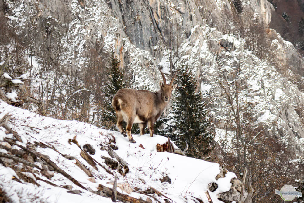 Steinbock am Berg im Schnee